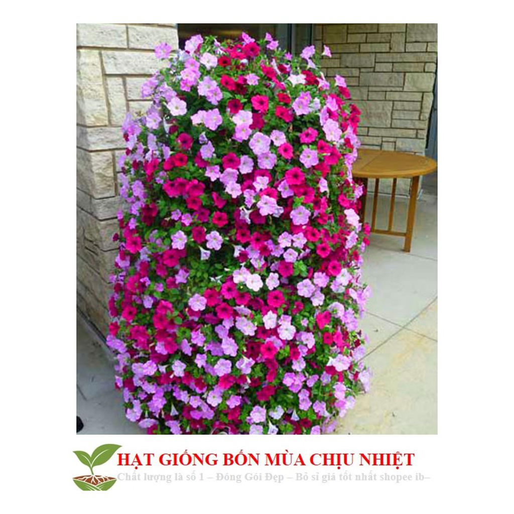 Hạt Giống Dạ yến thảo Mix 100 Hạt/ Gói ĐẾN MÙA TRỒNG TẾT luckyseed hạt siêu rẻ