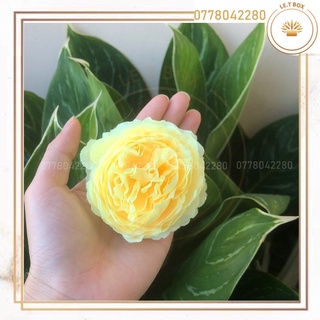 Hoa trà mao lương- Đầu bông[hoa giả- hoa lụa]
