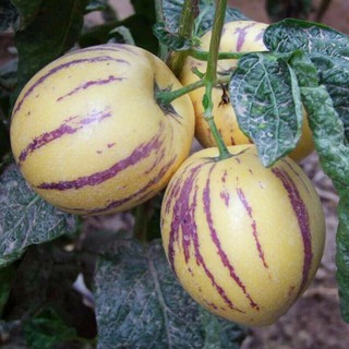 Hạt giống dưa pepino