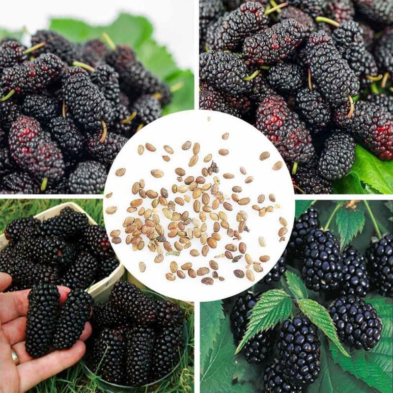Hạt giống dâu tằm giá rẻ