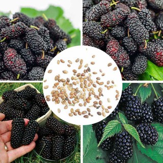 Hạt giống dâu tằm giá rẻ