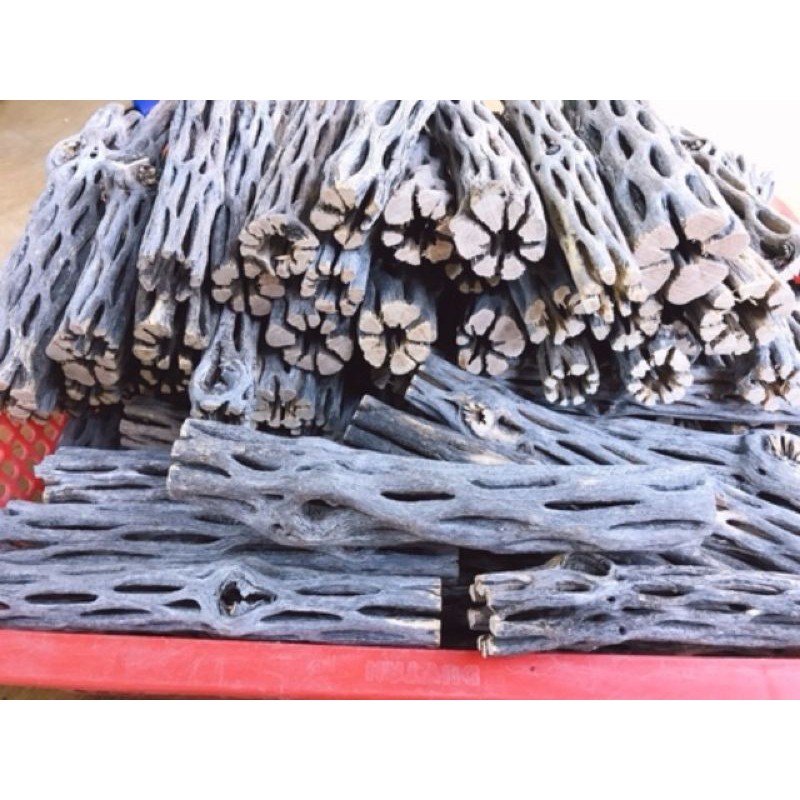 Lũa cholla dành cho tép