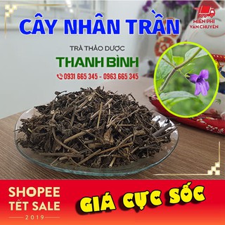 Cây Nhân Trần 100g - Thảo Dược Uy Tín