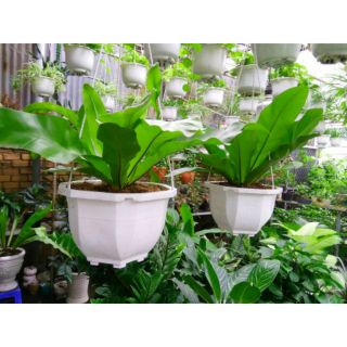 Cây Tổ Phụng