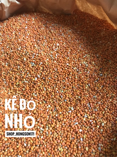 Kê đỏ hạt nhỏ