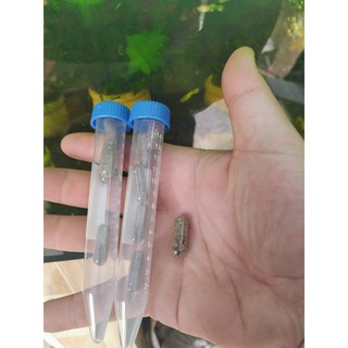 Trứng Atermia - Artemia nước ngọt 0.2g ( loại ấp nở nuôi sinh khối )-132