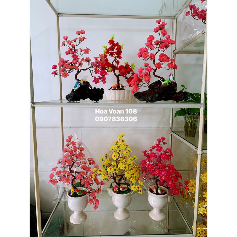 cây bonsai- cây kiểng