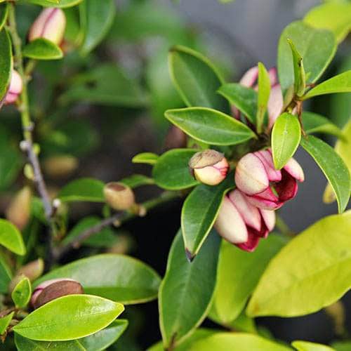 Cây giống hoa lan tiêu hay cây hoa hàm tiếu
