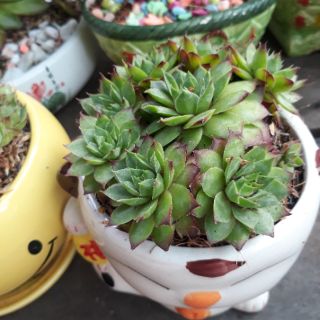 💟  Cây sen đá để bàn kèm chậu 💦