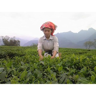 Trà Tuyết Shan- Trà Tuyết Vùng núi cao Tây Bắc