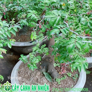 Chậu Cây Khế Lớn Chỉ Giao Hoả Tốc