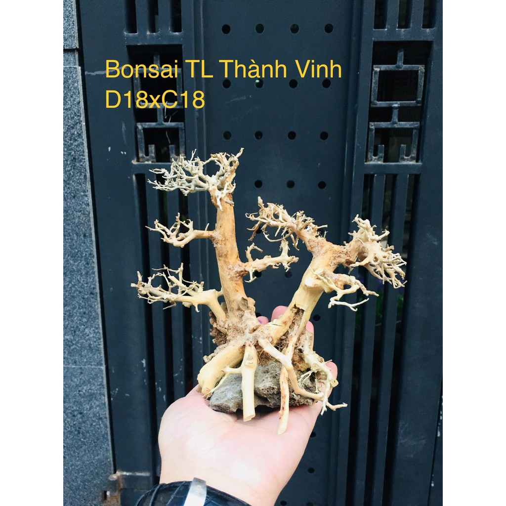 Bonsai Lũa Gỗ bể cá Thủy sinh siêu rẻ