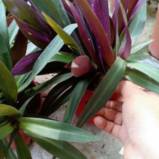 Cây lẻ bạn