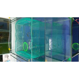 Lồng đẻ guppy