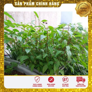 Hạt giống rau Đay Đỏ 20gram