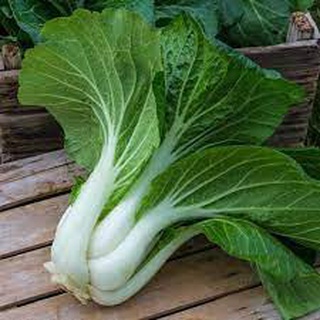 [Hạt giống Việt] _ Hạt giống cải Bẹ Trắng