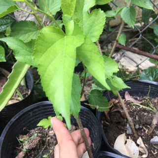 Chậu dâu tằm hơn 20cm
