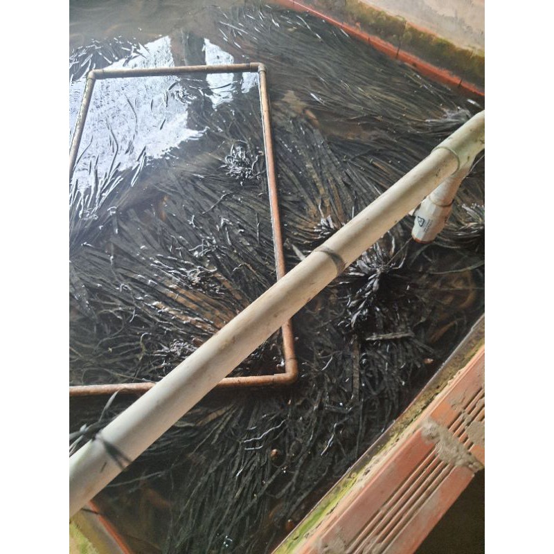 Combo 2kg thức ăn cho lươn 0,5li