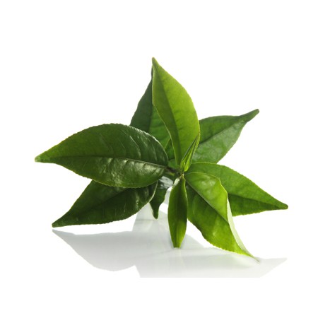 Serum Paula's Choice Skin Balancing Super Antioxidant Concentrate Serum - Tinh chất cân bằng độ ẩm, chống lão hóa 3350 | BigBuy360 - bigbuy360.vn