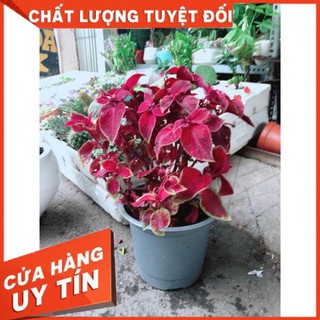 Cây Lá Gấm Đỏ