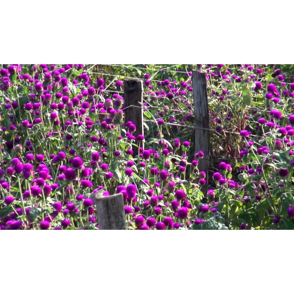 Hạt giống HOA CÚC Bách nhật màu tím - Gói 0,5 gram