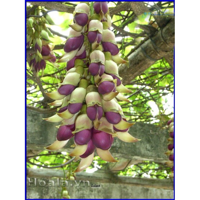 Hoa leo Huyết long 5 hạt