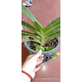 [FREESHIP - Xả Khô Máu] hoa phong lan đai châu bò sữa cây khủng