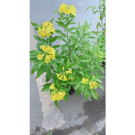 Cây chuông vàng/ cây hoàng Yến