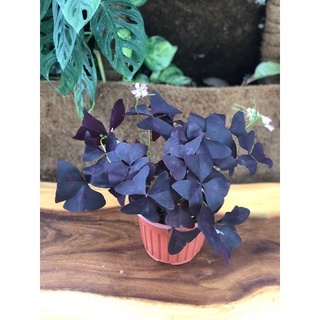 chậu hoa BƯỚM ĐÊM (chậu lớn cây đẹp)