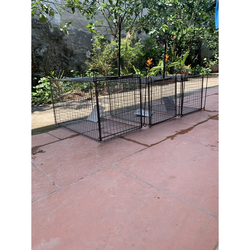 LỒNG SẮT CỨNG CÁP CHUYÊN DÙNG BẪY MÈO VÀ ĐỘNG VẬT RỪNG CỰC DỄ VÀ AN TOÀN HIỆU QUẢ CỰC CAO chất 6hsfa8