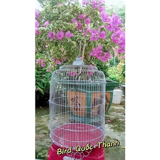 Lồng sắt nhốt chim