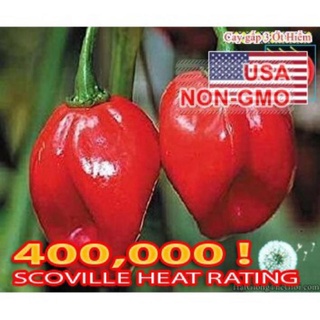 5h hạt giống ớt habanero đỏ cay nhất thế giới