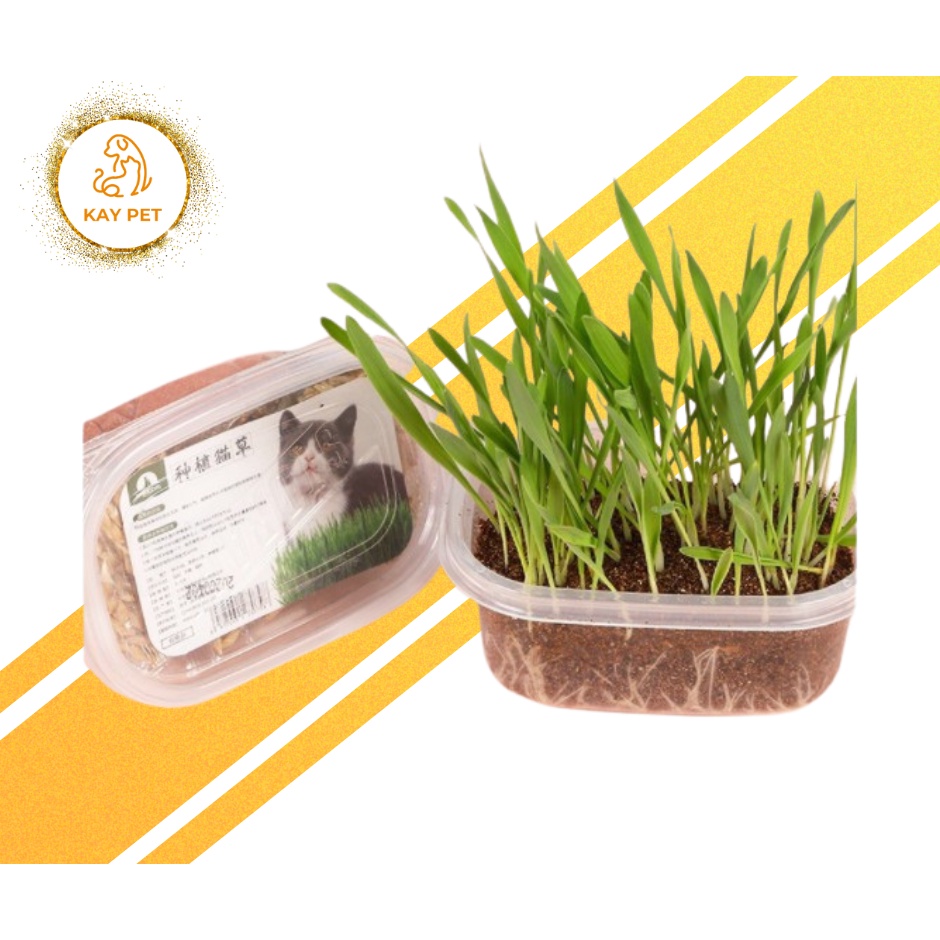 Bộ Kit trồng cỏ mèo