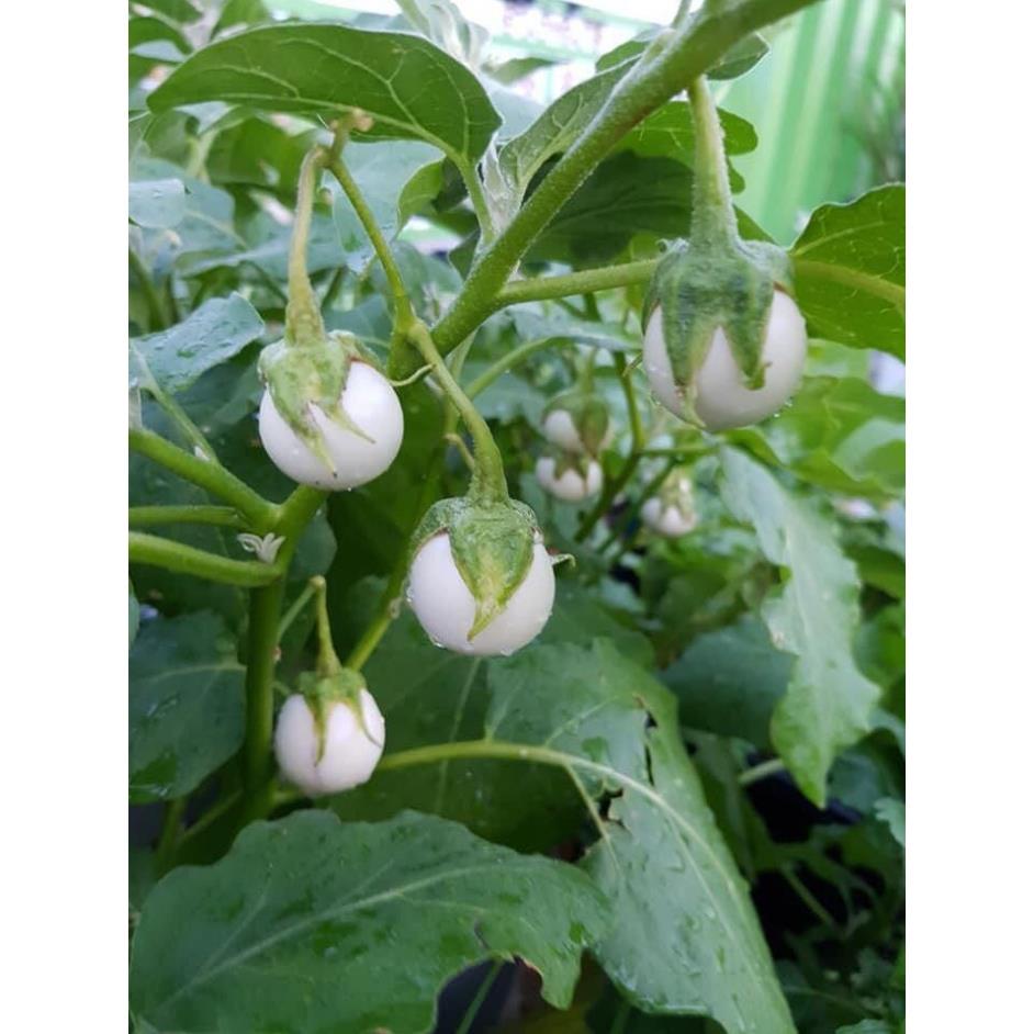Hạt Giống Cà Pháo Trắng Cao Sản F1⚡️ Sinh Trưởng Khỏe Chống Chịu Sâu Bệnh