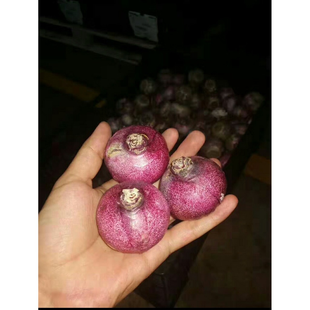 Củ hoa tiên ông trồng tết  củ tiên ông củ như hình cuối