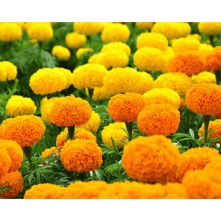 Hạt giống hoa Cúc vạn thọ mỹ