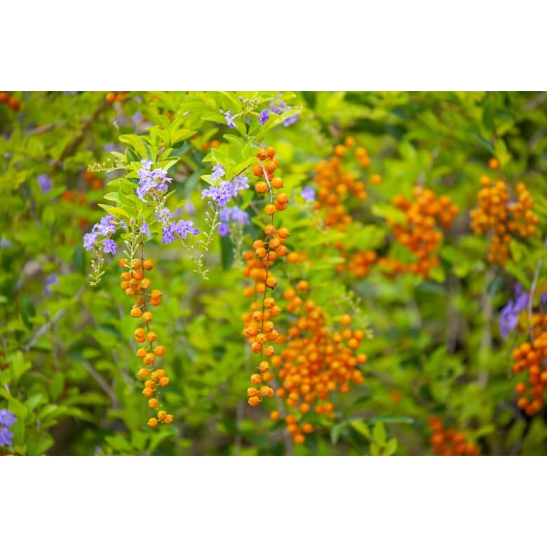 Cây Duranta repens Golden Edge  chậu nhựa