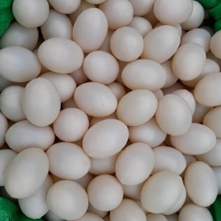 Combo 10 Trứng chim bồ câu giả