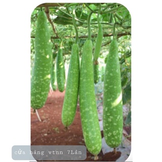 Hạt giống bầu sao dài CN