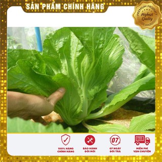 Hạt Giống Cải Bẹ Dưa(20 gr)