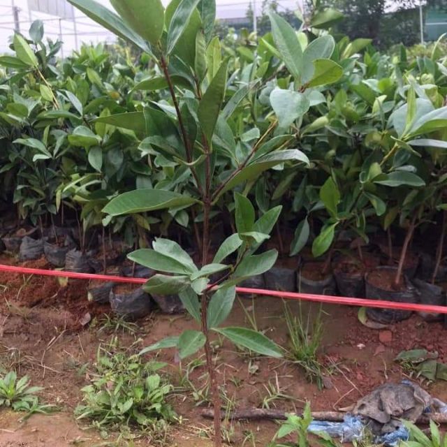 cây giống Chery Brazil,