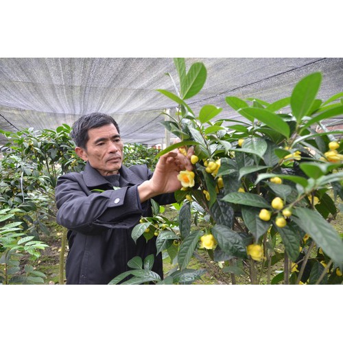 [Chính hãng] 40g Chè hoa vàng Comepharm chữa ung thư, mỡ máu, huyết áp, tốt cho sức khỏe | BigBuy360 - bigbuy360.vn