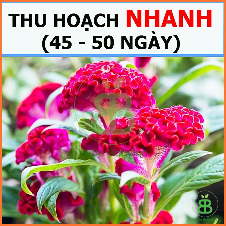 Hạt Giống Hoa Mào Gà Búa Nhiều Màu