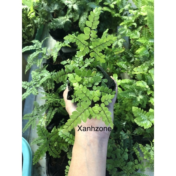 dương xỉ, 9 loại dương xỉ đã thuần, set hồ terarium, bán cạn, non bộ, tiểu cảnh