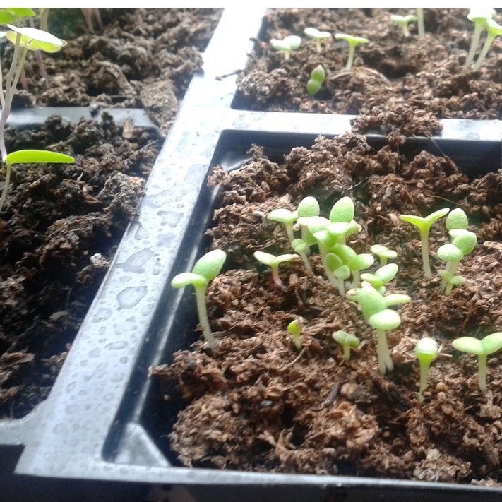 200h Hạt Giống Hoa Mười Giờ Châu Phi Mix Màu luckyseed hạt siêu rẻ