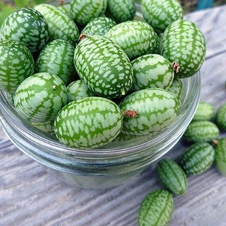 Hạt Giống Dưa Hấu Mini