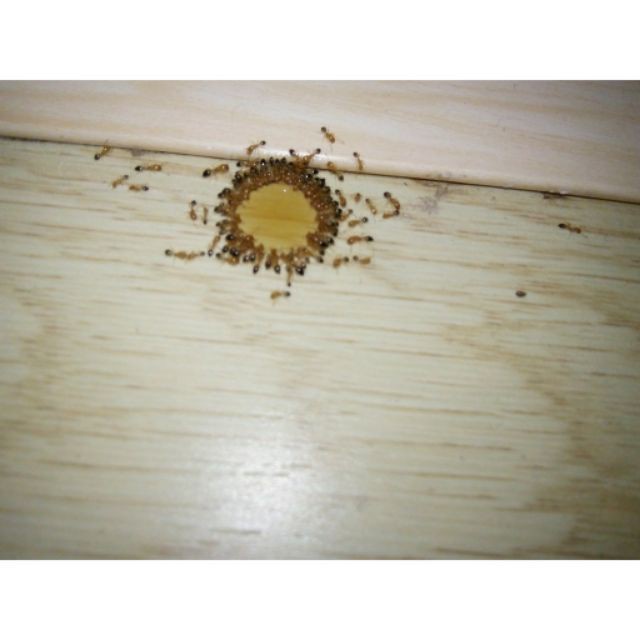 Thuốc diệt kiến sinh học _ Thuốc diện kiến, diệt gián tận gốc an toàn hiệu quả_hàng đảm bảo