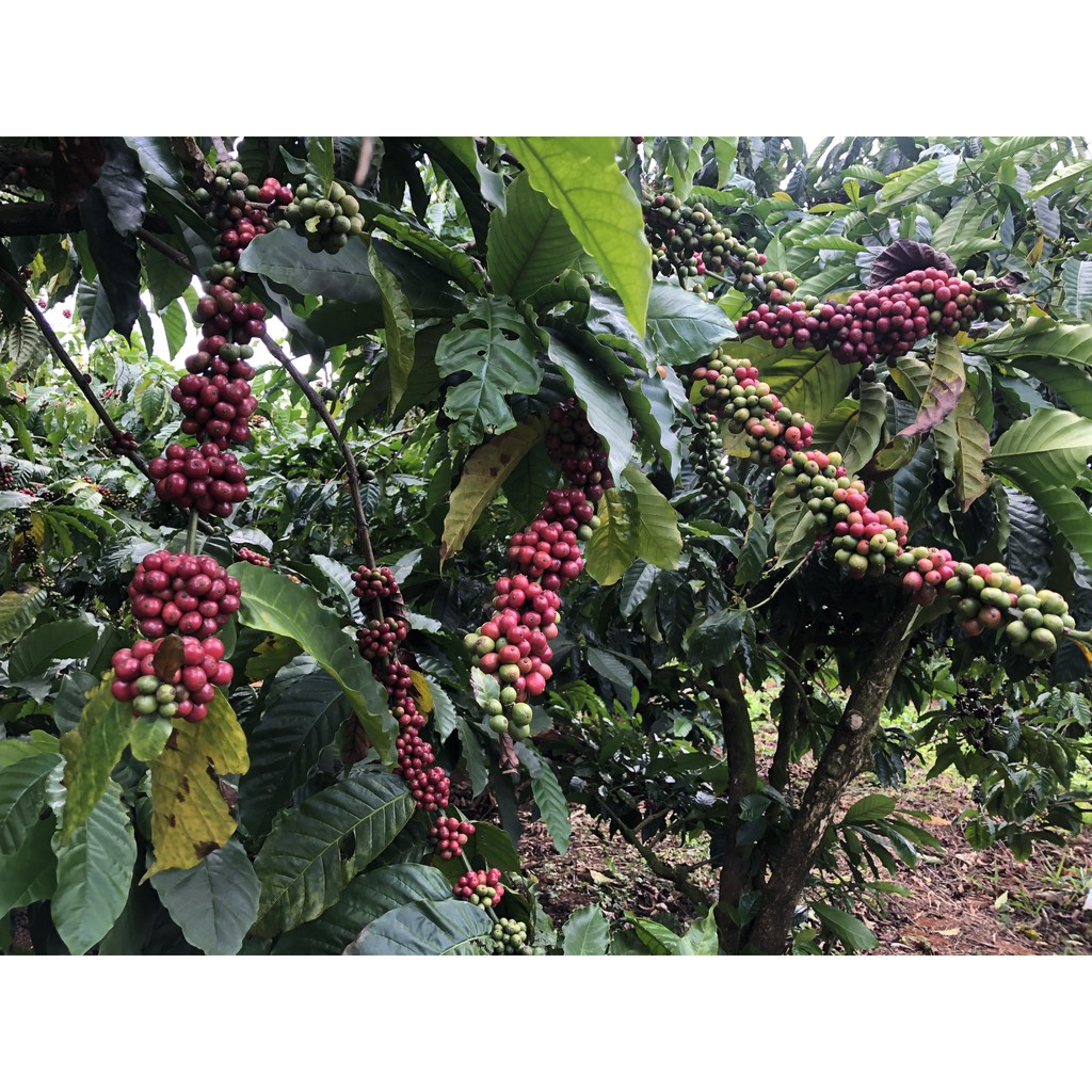 Cà phê Robusta rang mộc nguyên chất 1kg công nghệ hot air tỷ lệ hạt to đều màu nâu đậm không lẫn tạp chất | BigBuy360 - bigbuy360.vn