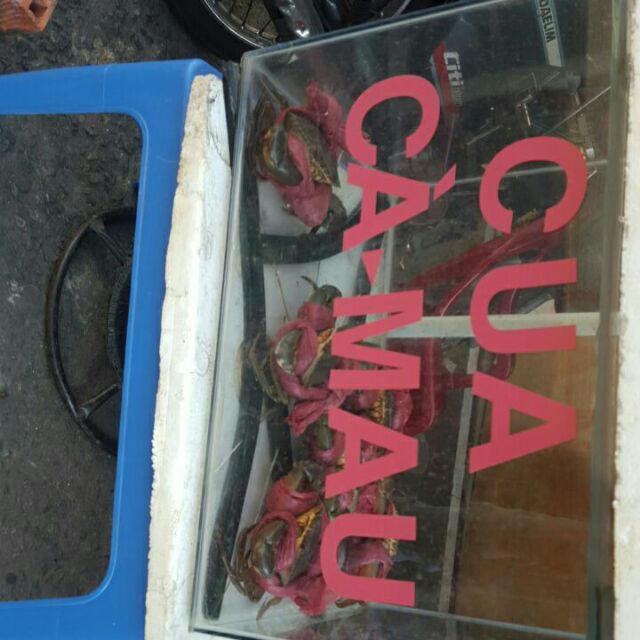 cua ca mau