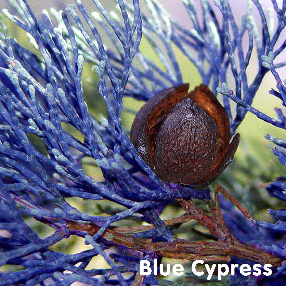 Tinh dầu gỗ Trắc xanh Blue Cypress Essential Oil